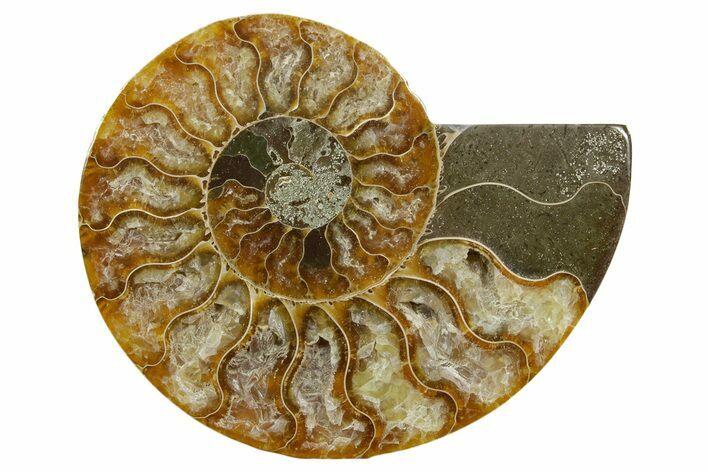 Cut & Polished Ammonite Fossil (Half) - Madagascar #379243